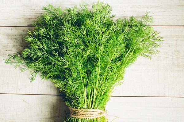 The benefits of dill in pregnancy