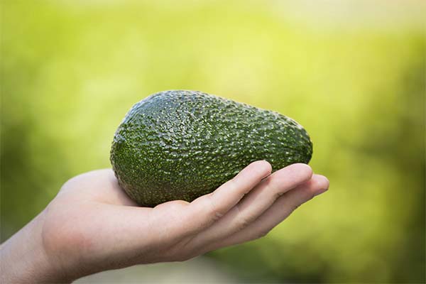 What happens if you eat an avocado every day