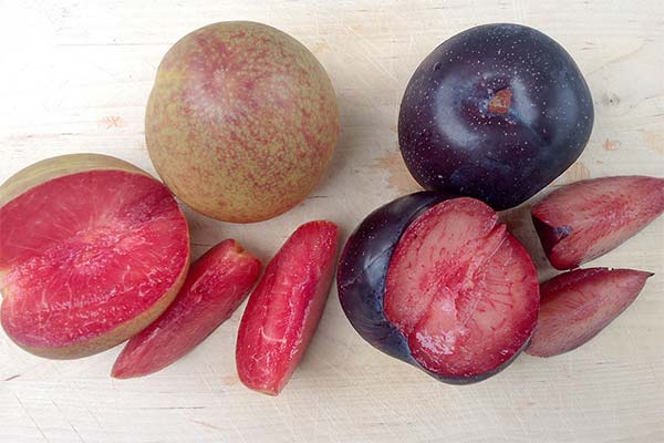 プラムコットの果実は何に良いのでしょうか？