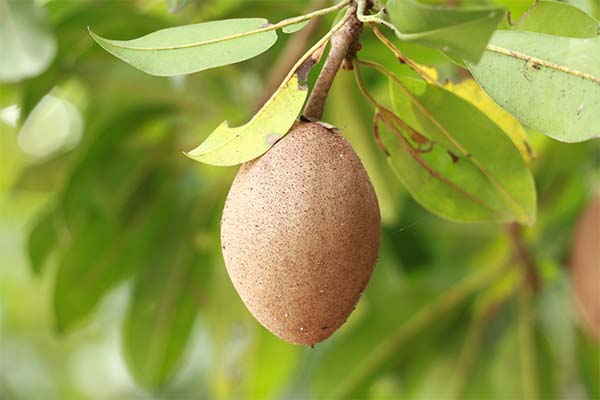 What is the usefulness of the fruit sapodilla