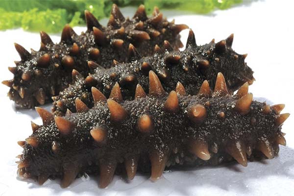 What is useful sea cucumber