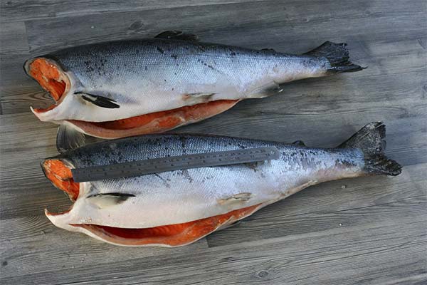 Interesting facts about silver salmon