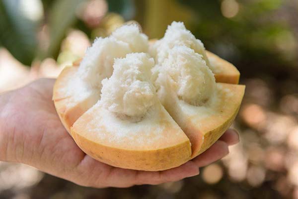 Interesting facts about santol