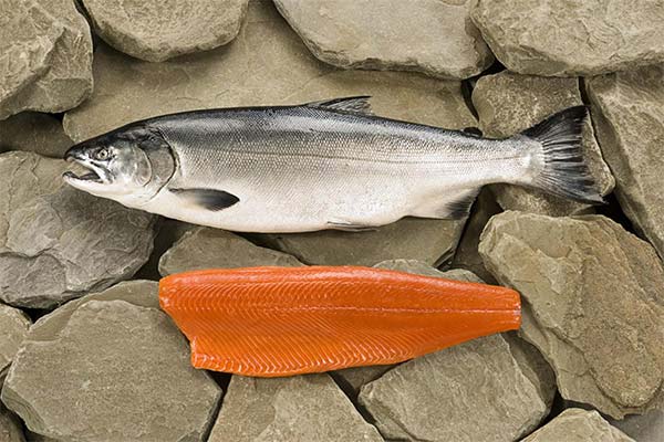 What does coho salmon look like and where does it live?