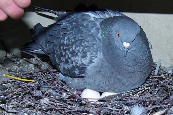 Hvordan man opdrætter æg fra duer