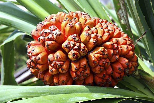 The use of pandanus in traditional medicine