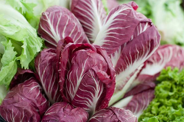 Sådan dyrker du radicchio salat