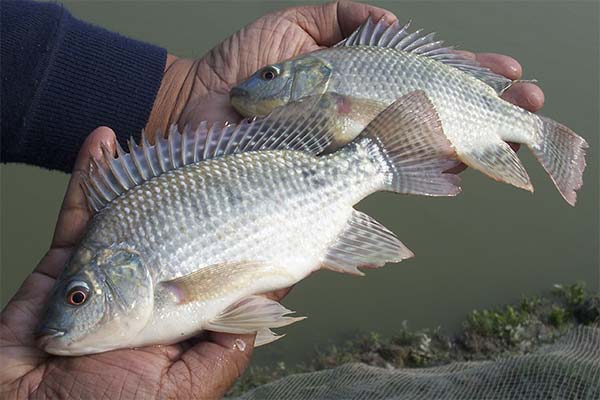 Benefits and harms of tilapia