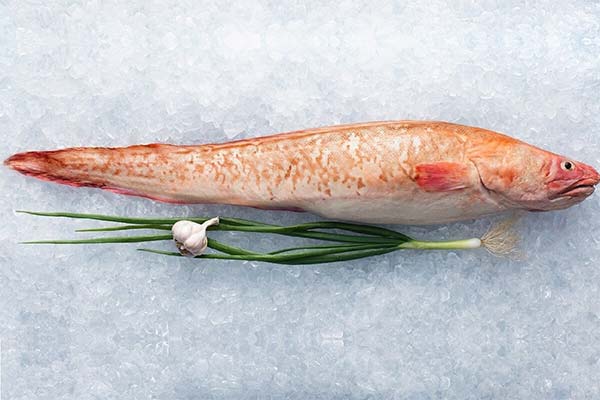 Fordele og ulemper ved congrio-fisk