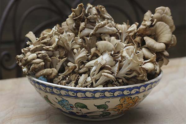 Jak vařit houby Maitake