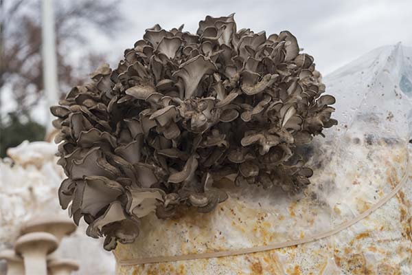 Comment cultiver les champignons maitake