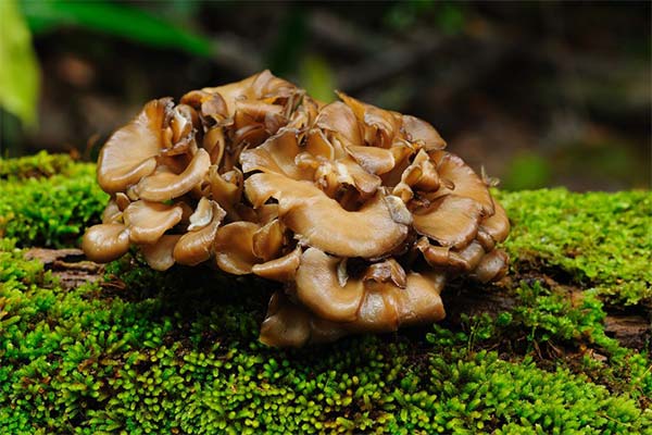 Příznivé vlastnosti hub maitake