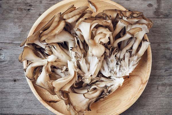 Přínosy a škody hub maitake