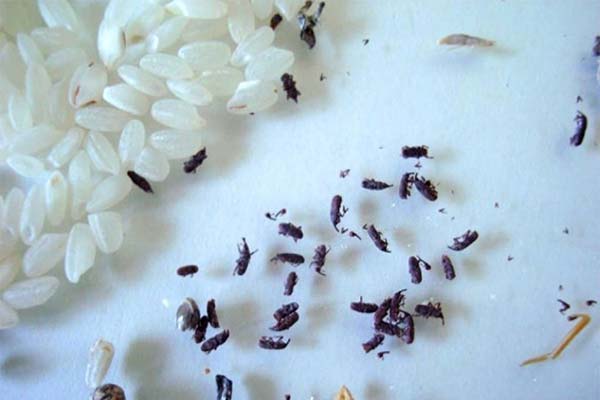 What are the dangers of bugs in cereals