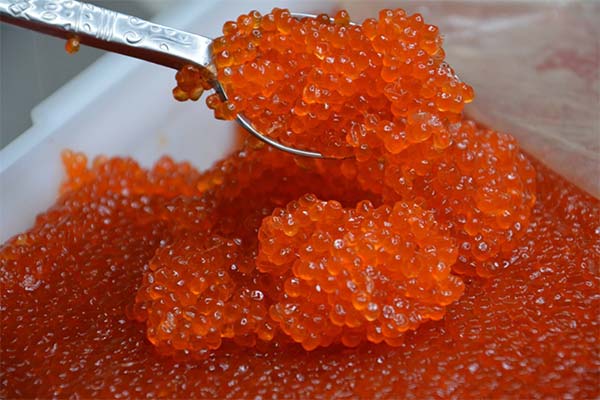Que faire si vous salez trop le caviar rouge ?