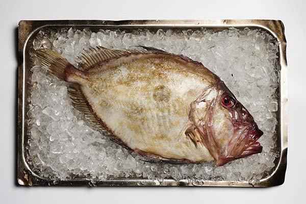 Useful properties of dori fish