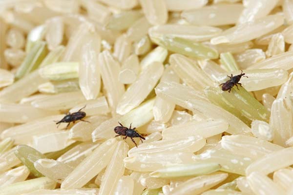 Causes of bugs in grits