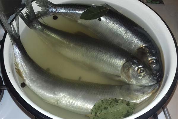 Recipe for salted herring