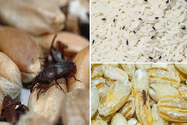 Bugs in Cereals