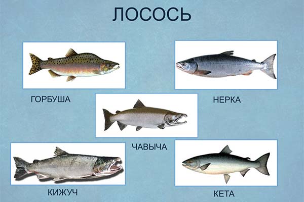What is the difference between the nerka and chum and silver salmon