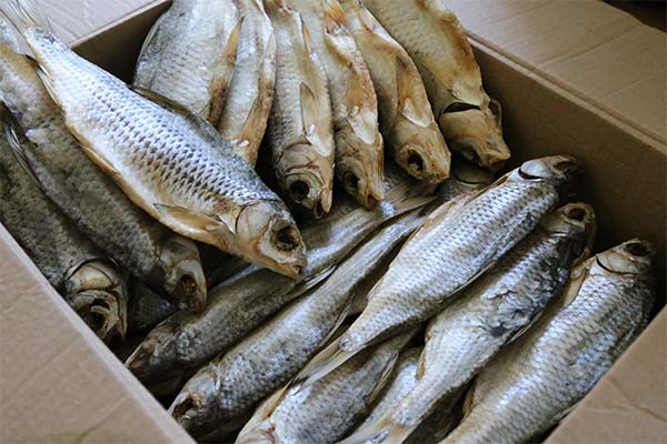 Opbevaring af fisk i en kasse