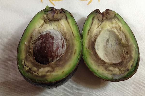 Signs of a tainted avocado