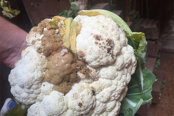 Signs of Spoiled Cauliflower