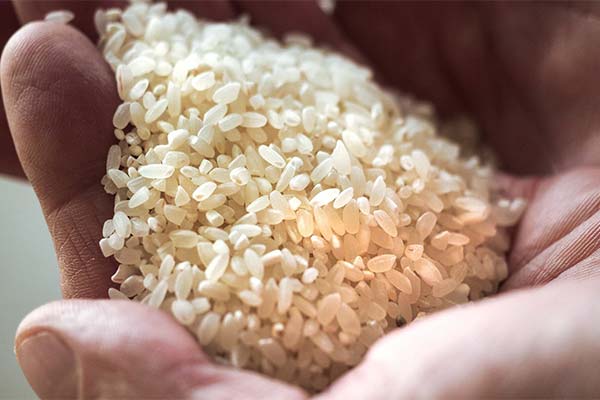 Anzeichen von Reis