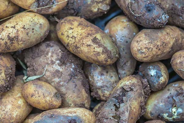 Tegn på fordærvede kartofler
