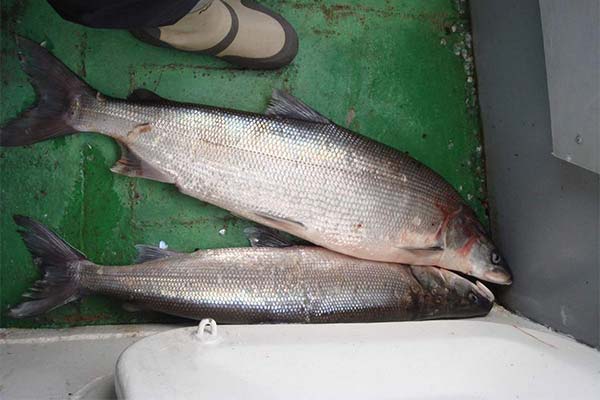 Useful properties of white fish