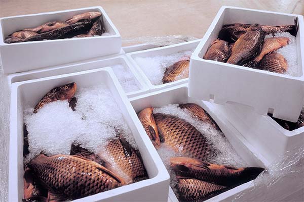 Haltbarkeitsdauer und Bedingungen für Fisch