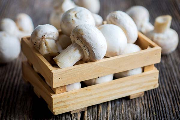 Haltbarkeitsdauer und Bedingungen für Pilze