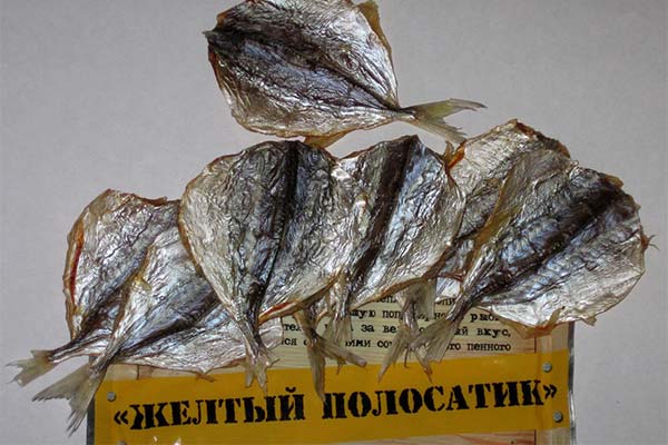 What is the usefulness of dried yellow striped bass?