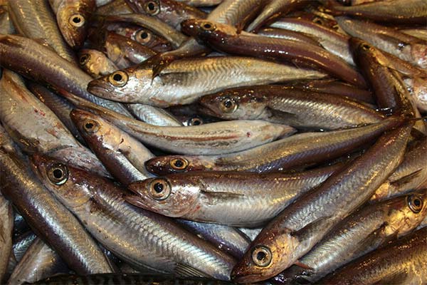 What is the utility of whiting?