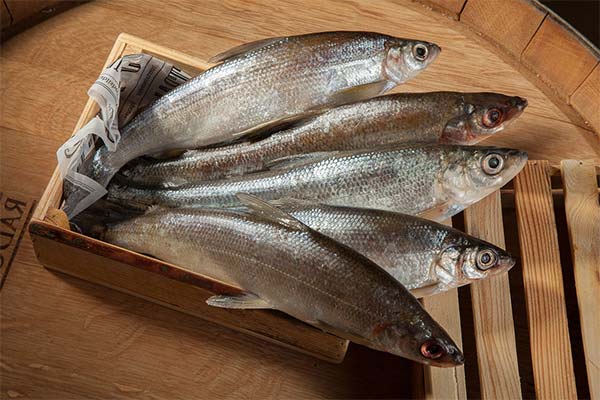 Hvad er godt for wheatear fisk?