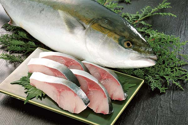 How is the meat of yellowtail sea laker useful?