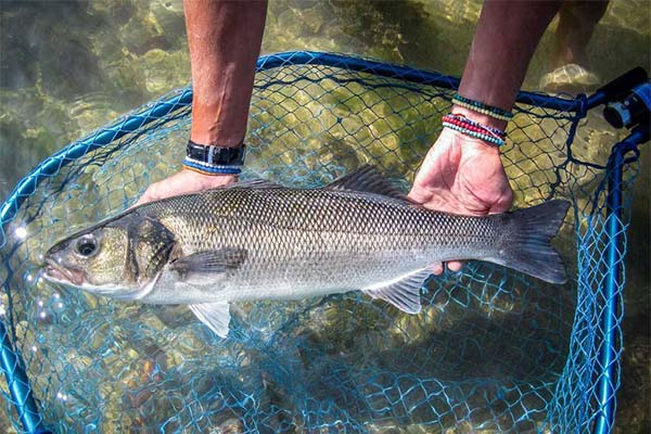 How to catch sea bass