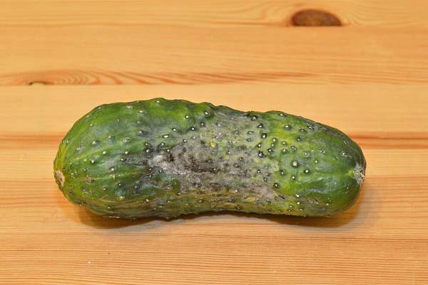 Signs of Spoiled Cucumbers