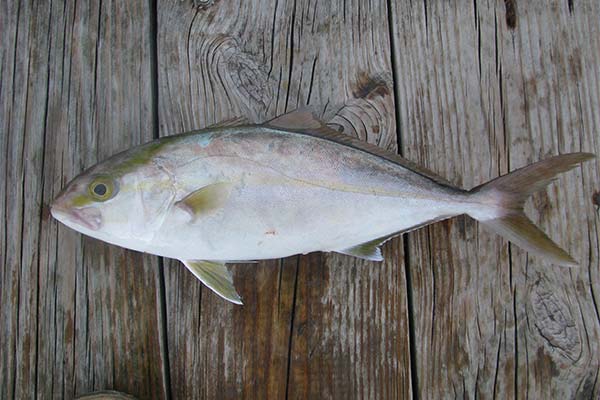Lakedra-Fisch
