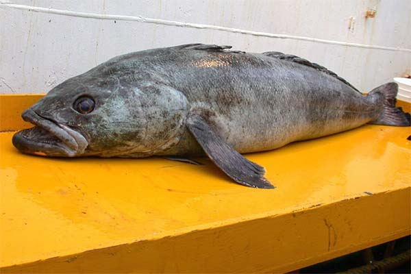 Masunda-Fisch