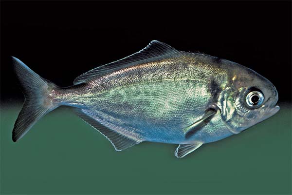 Seriolella fisk