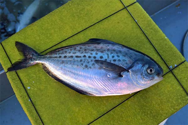 Stromataey-Fisch