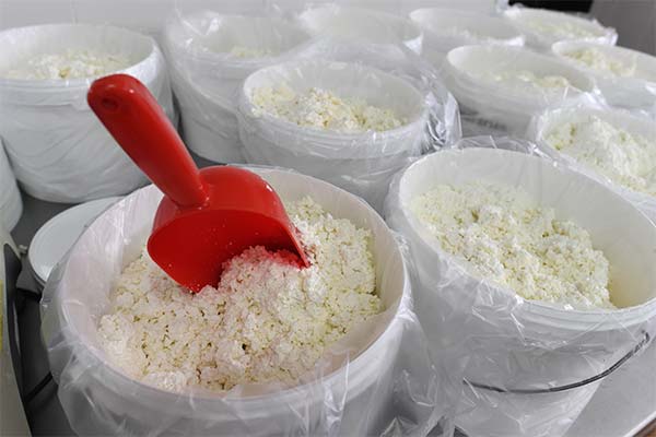 How to choose fresh cottage cheese when you buy it