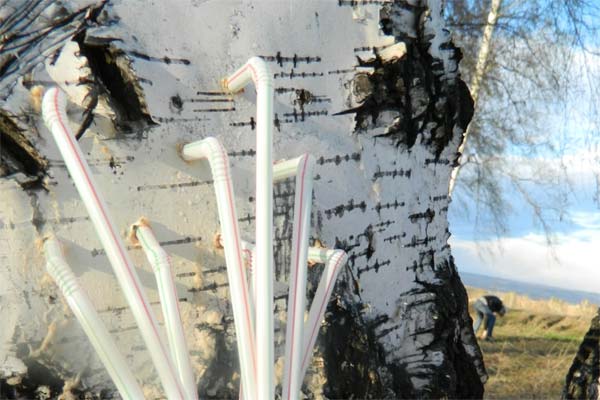 チューブで白樺の樹液を採取する