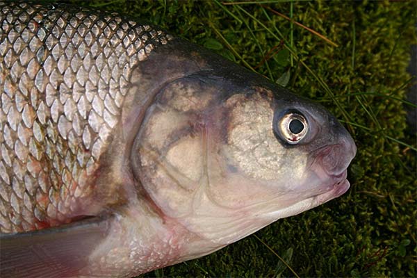 Frequently Asked Questions about Cheek Fishes