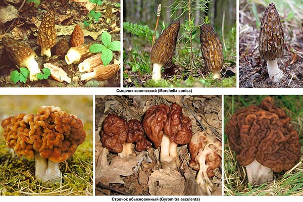 What is the difference between the morel