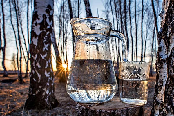 How to drink birch sap
