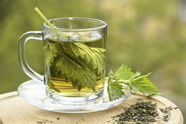 היתרונות והנזקים של תה סרפד