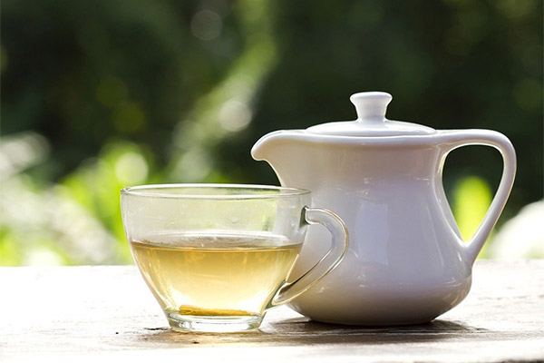 היתרונות והנזקים של התה הלבן