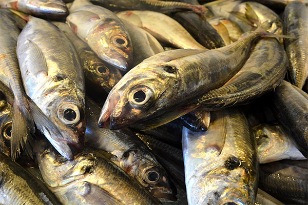 Fets interessants sobre la sardina